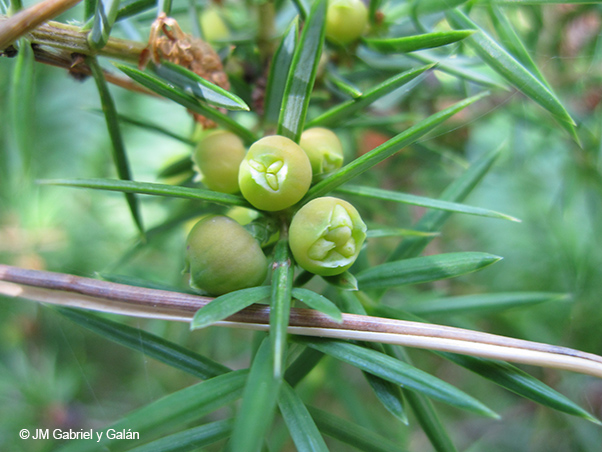 Enebro (Juniperus): hojas triangulares verticiladas y arcéstidas